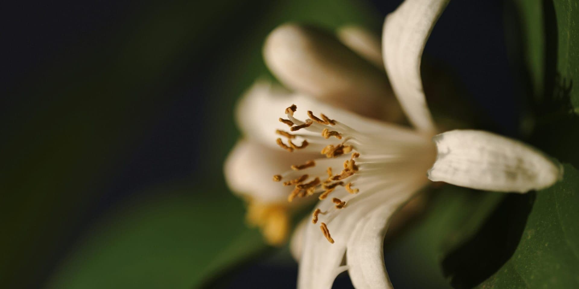 Vanishing Vanilla: Climate Threatens Pollination Habitats by 2050