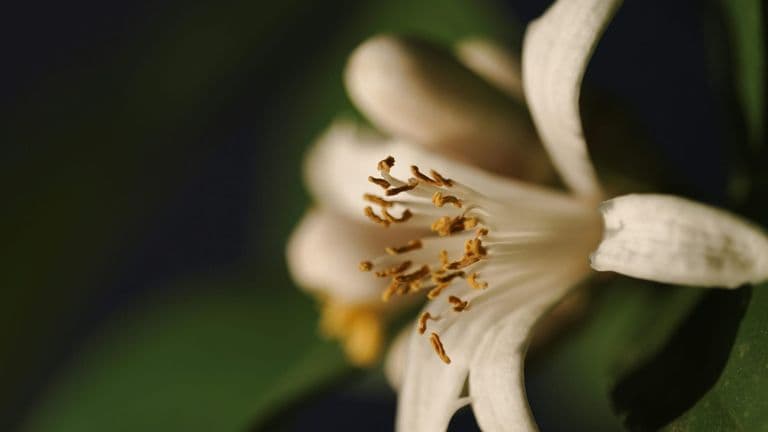 Vanishing Vanilla: Climate Threatens Pollination Habitats by 2050