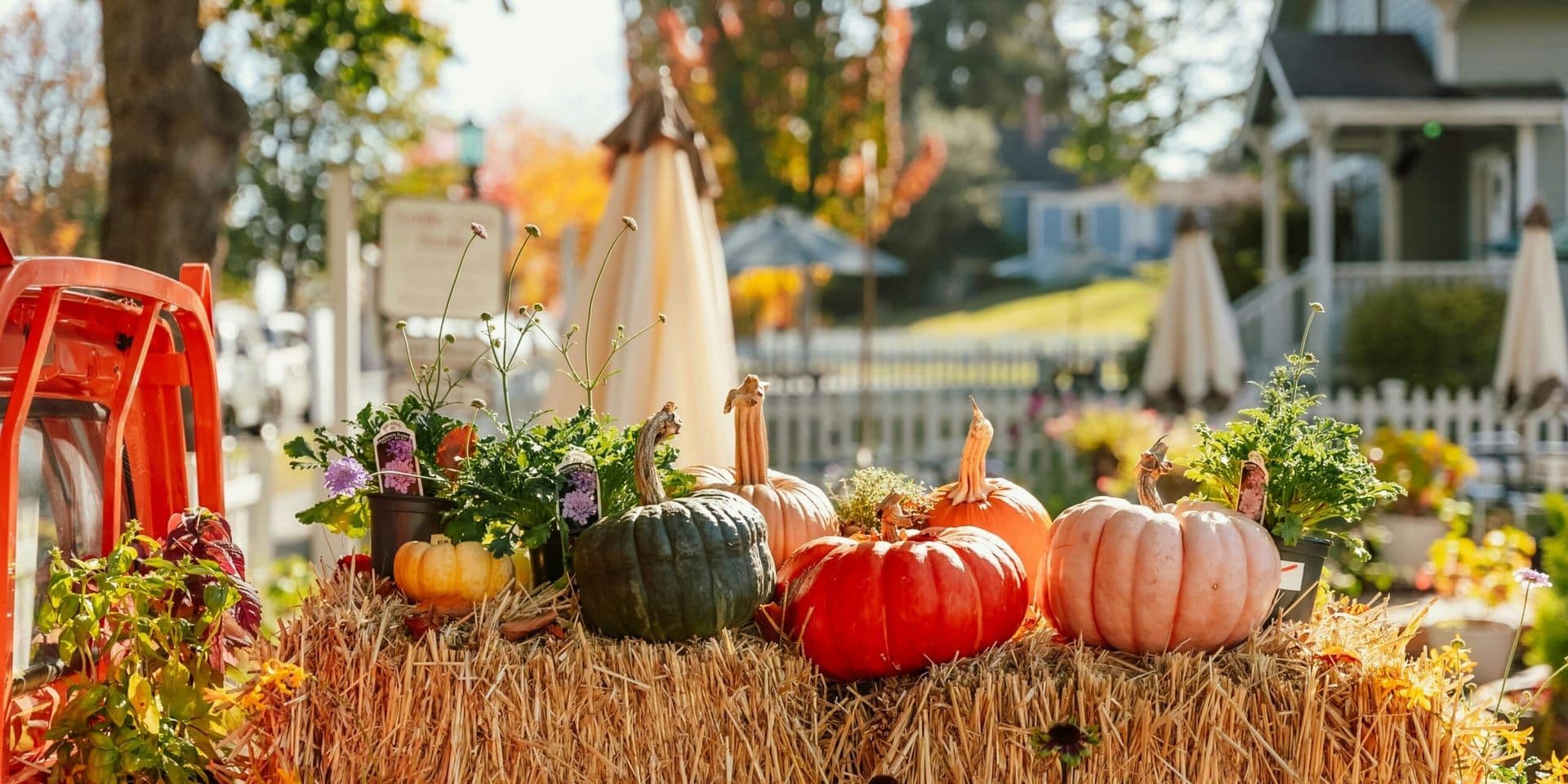 Renaissance Fairs Reawaken Across America, Ushering in a Vibrant Autumn Season