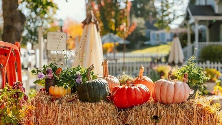 Renaissance Fairs Reawaken Across America, Ushering in a Vibrant Autumn Season